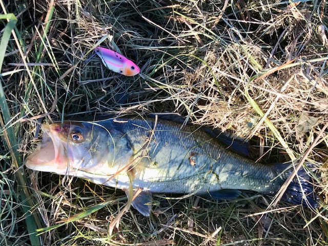 メタルバイブで釣れたバスの写真
