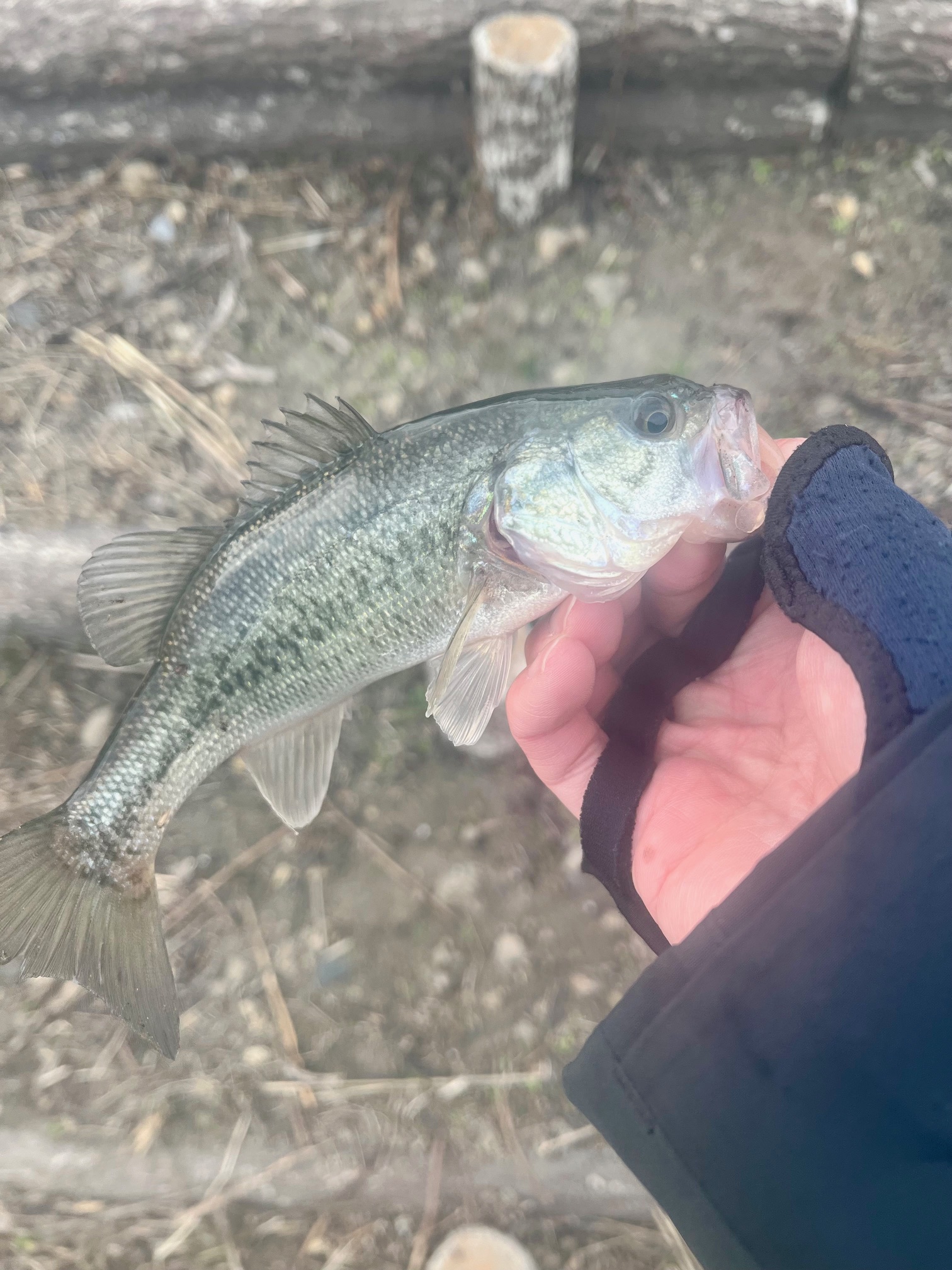 稚美シャッドで釣れた小バスの写真