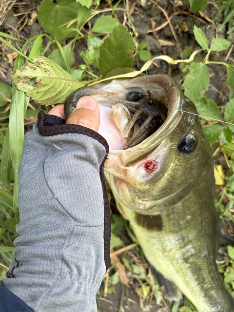 パワーフラッフィーで釣れたデカバスの写真